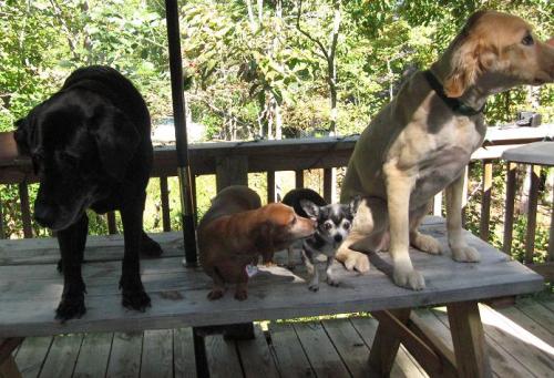 Dogs on Picnic Table small